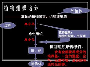 植物細(xì)胞工程 從理論到實(shí)踐——專題2第一節(jié)精講（151張PPT核心濃縮）