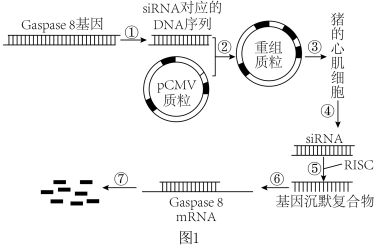 基因工程生產(chǎn)人胰島素 微生物與轉(zhuǎn)基因動(dòng)物方法的對(duì)比